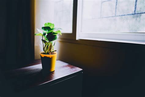 大門口擋煞植物|【大門口風水擋煞植物】植物催旺化煞10法 